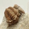  Kainops invius