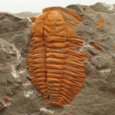 Hamatolenus vincenti Hamatolenus vincenti