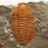 Hamatolenus vincenti