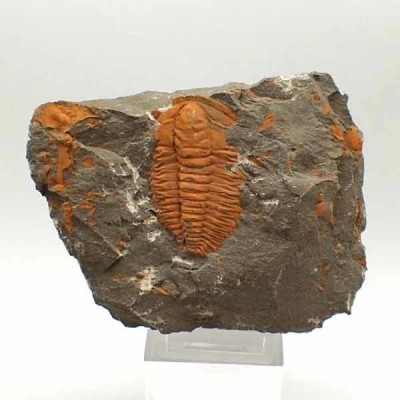 Hamatolenus vincenti Hamatolenus vincenti