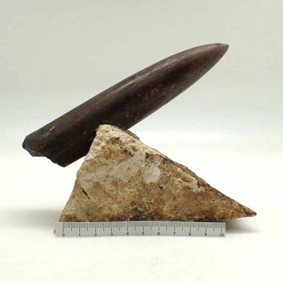 Cylindroteuthis oweni Cylindroteuthis oweni