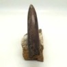  Cylindroteuthis oweni