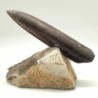  Cylindroteuthis oweni