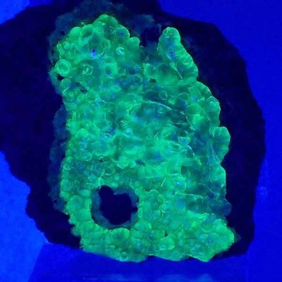 Opalo var. Hialita Opalo var. Hialita