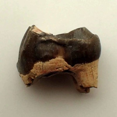 Hyracodon nebrascensis Hyracodon nebrascensis