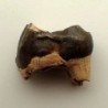 Hyracodon nebrascensis