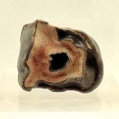 Hyracodon nebrascensis Hyracodon nebrascensis