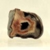  Hyracodon nebrascensis