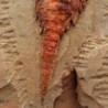  Tremaglaspis unite