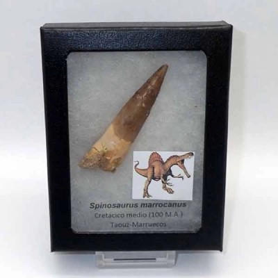 Spinosaurus marrocanus Spinosaurus marrocanus