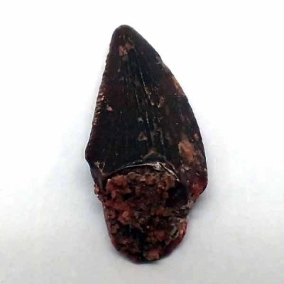 Dromaeosaurus sp. Dromaeosaurus sp.