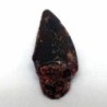  Dromaeosaurus sp.