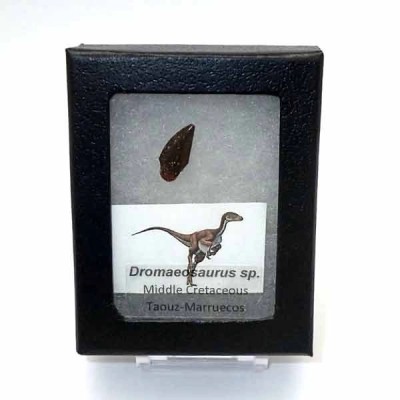 Dromaeosaurus sp. Dromaeosaurus sp.