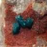  Dioptasa