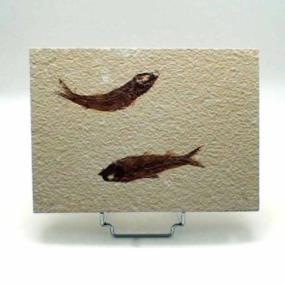 Knigthia eocaena Knigthia eocaena