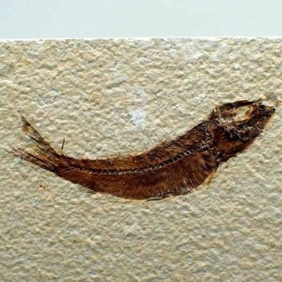 Knigthia eocaena Knigthia eocaena