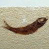  Knigthia eocaena