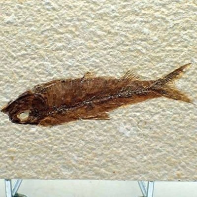 Knigthia eocaena Knigthia eocaena