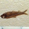  Knigthia eocaena