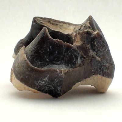 Hyracodon nebrascensis Hyracodon nebrascensis