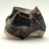 Hyracodon nebrascensis