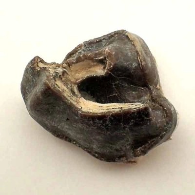 Hyracodon nebrascensis Hyracodon nebrascensis