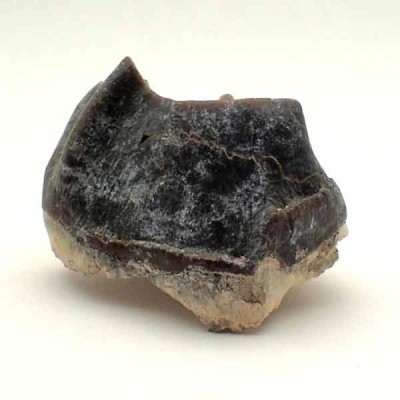 Hyracodon nebrascensis Hyracodon nebrascensis