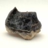 Hyracodon nebrascensis