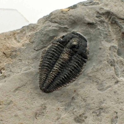 Alokistocare sp. Alokistocare sp.