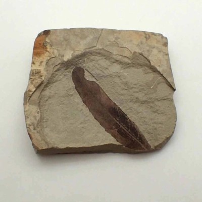 Leguminosites regularis Leguminosites regularis