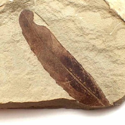 Leguminosites regularis Leguminosites regularis