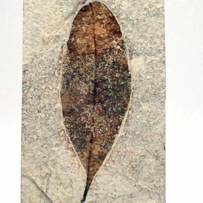Sapindus saponaria Sapindus saponaria