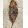 Sapindus saponaria
