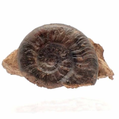 Pleydellia mactra Pleydellia mactra