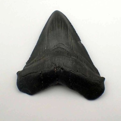 Carcharocles megalodon Carcharocles megalodon