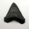 Carcharocles megalodon