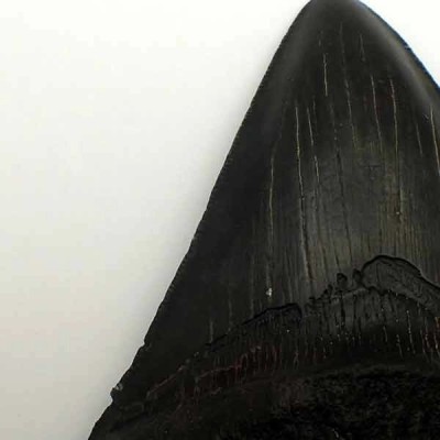 Carcharocles megalodon Carcharocles megalodon