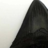  Carcharocles megalodon