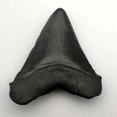 Carcharocles megalodon Carcharocles megalodon