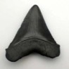  Carcharocles megalodon