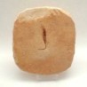 Frenelopsis sp.