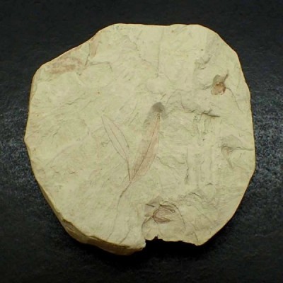 Cinnamonum polymorpha Cinnamonum polymorpha