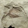  Cinnamonum polymorpha