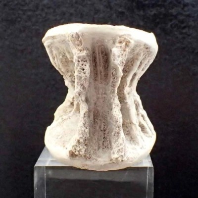 Stratodus apicalis Stratodus apicalis