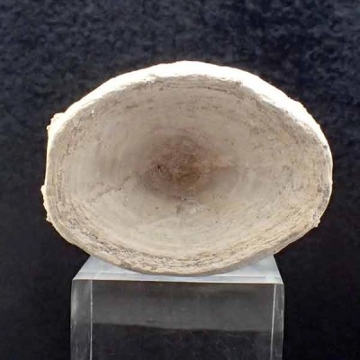 Stratodus apicalis Stratodus apicalis