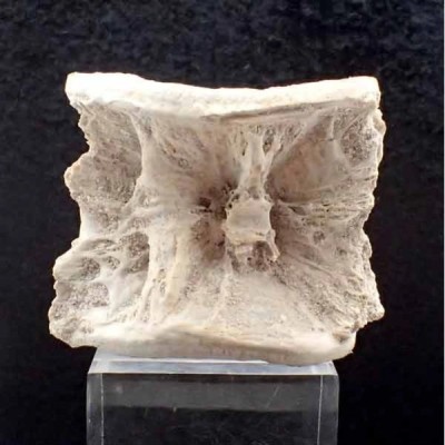 Stratodus apicalis Stratodus apicalis
