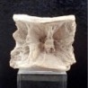  Stratodus apicalis