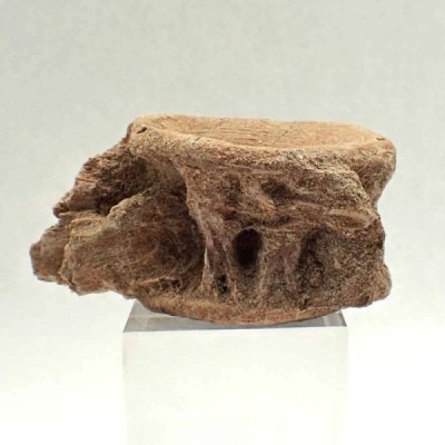 Enchodus libycus (Vertebra) Enchodus libycus (Vertebra)