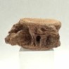 Enchodus libycus (Vertebra)