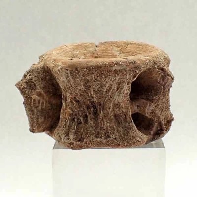 Enchodus libycus (Vertebra) Enchodus libycus (Vertebra)